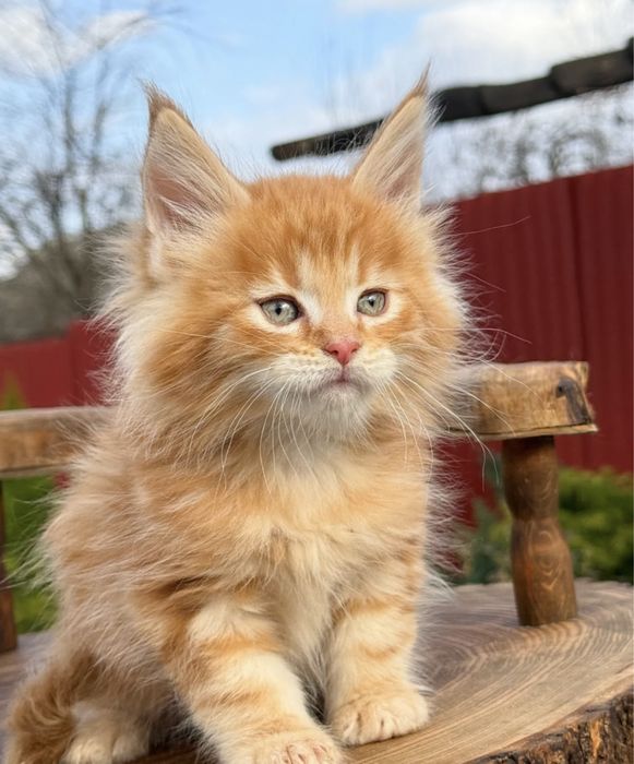 Мейн Кун чистокровные