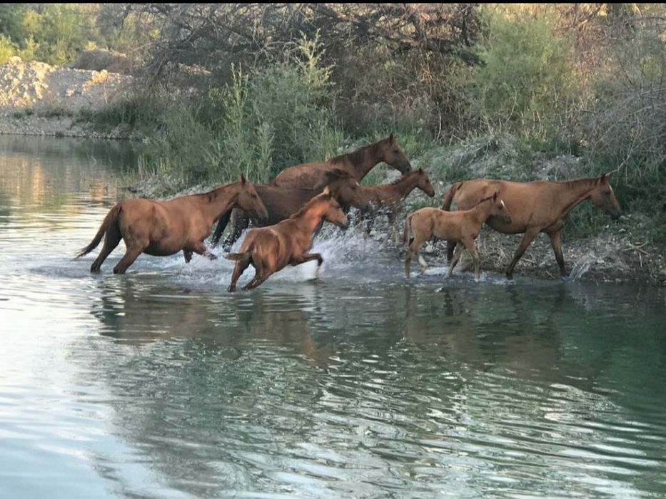 Лошади Құнан,тай, Айғыр бар
нөмір
