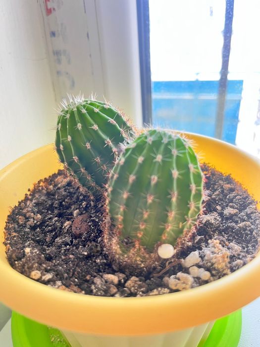 Продам комнатные растения