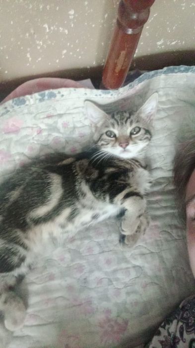 Котят в добрые руки