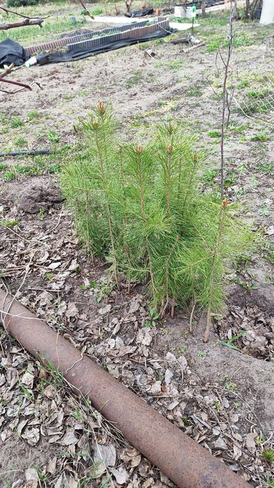 Сосна обыкновенная