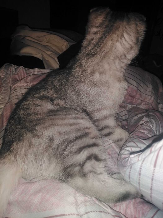 Котенок вислоухая