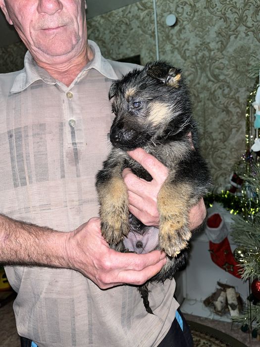 Щенки немецкой овчарки