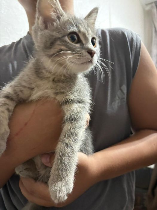 Отдам котёнка в добрые руки