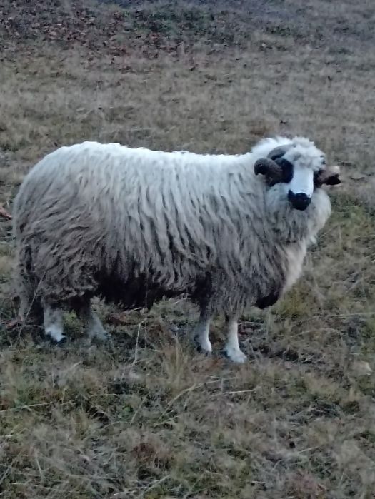 De vînzare berbec mare de anul trecut sau schimb pe o oaie bună