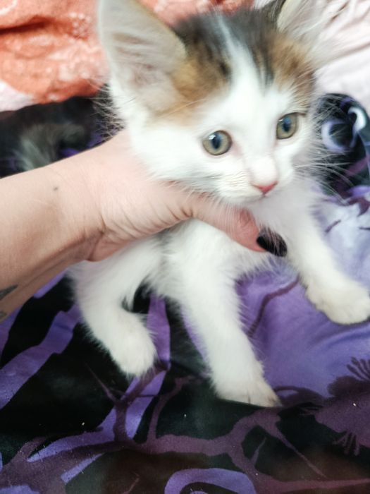 Котята в хорошие руки