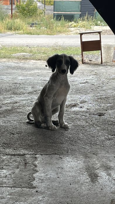 Тазы 9 айлық күшік ауызданған