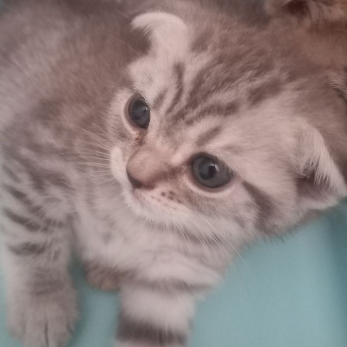 Шотландский вислоухий котёнок