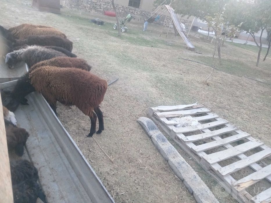 7 ta sog'lom qo'ylar sotiladi
