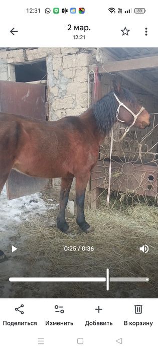 5жасар айғыр сатылады