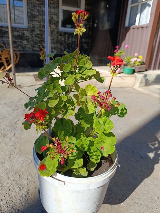 Продам герань с ведрами