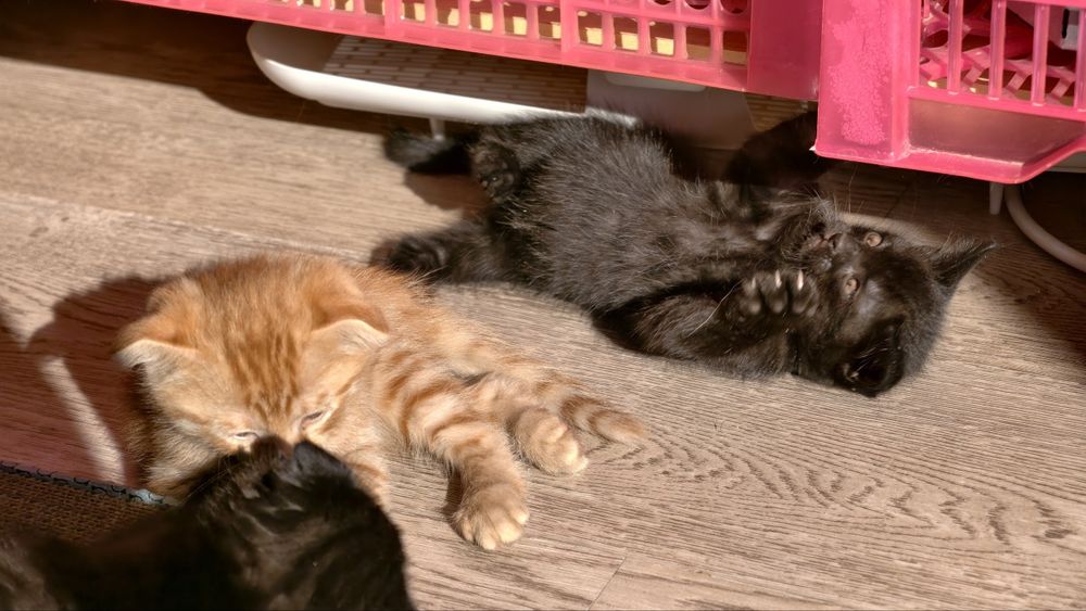 Счастливые котята