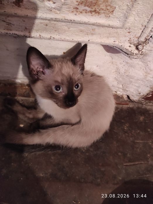 Котята в добрые руки.