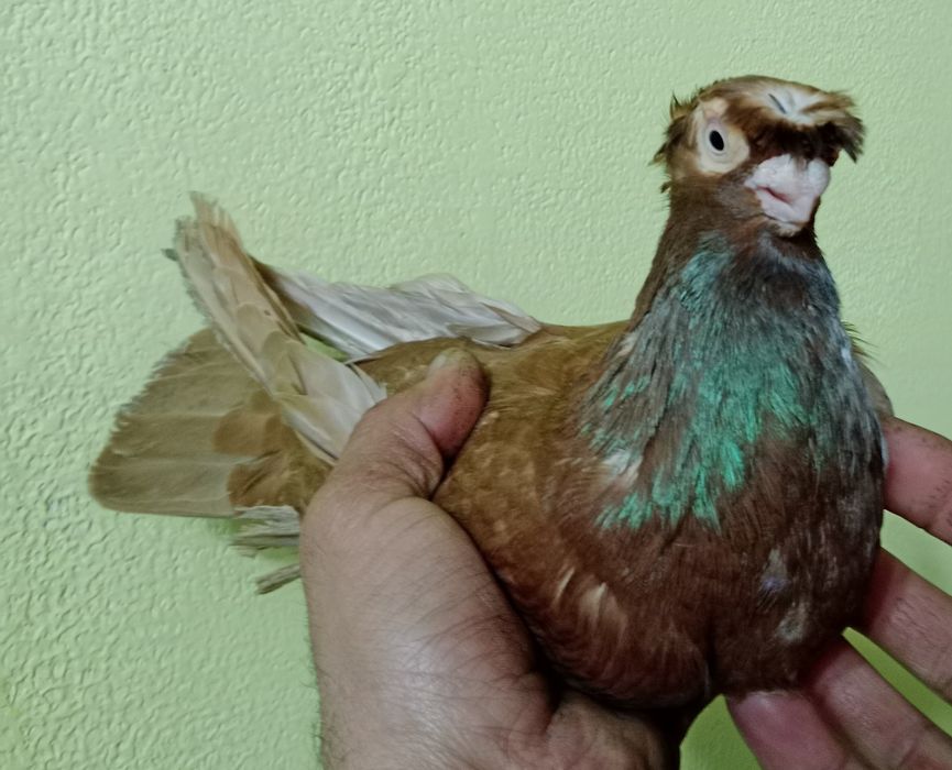 Продам малоносого самца