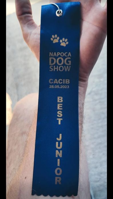 Ciobanesc german de vânzare