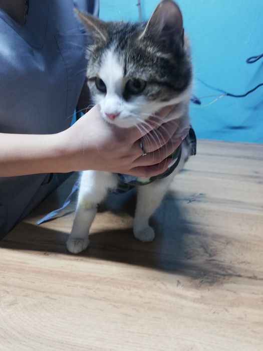 Отдам в добрые ручки!  Стерилизованные и  кастрированные