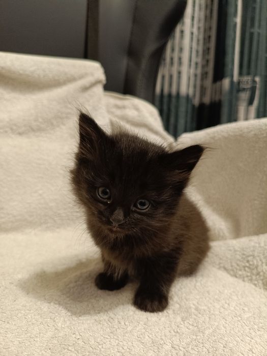 Котята найденыши