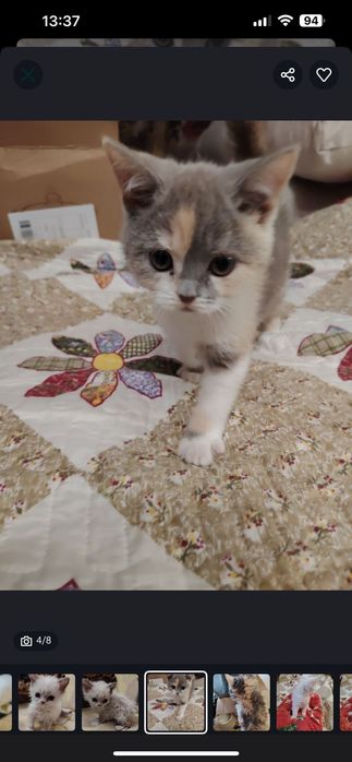 Селкирк Рекс котёнок, девочка