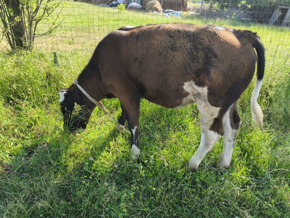 Junica și o vitea holstein