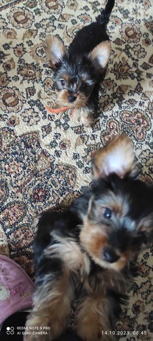 Йоркширский терьер