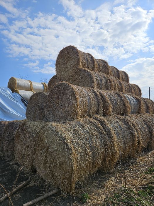 Baloți paie orz 120x120