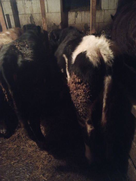 Vând 2 tăurași și o vițea.