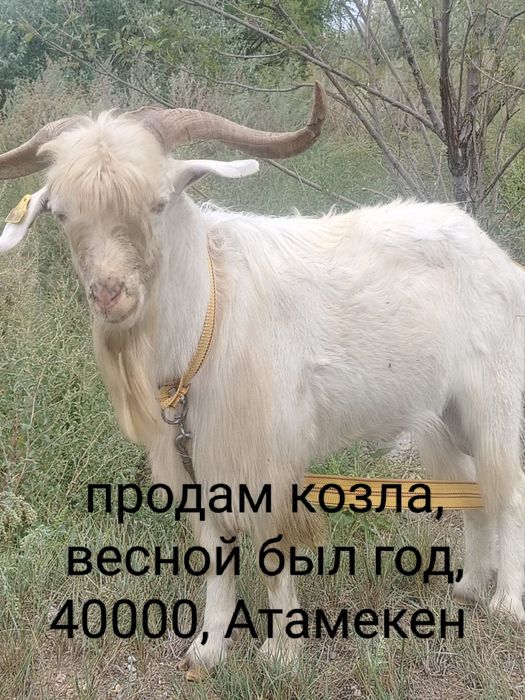 продам козла 40000