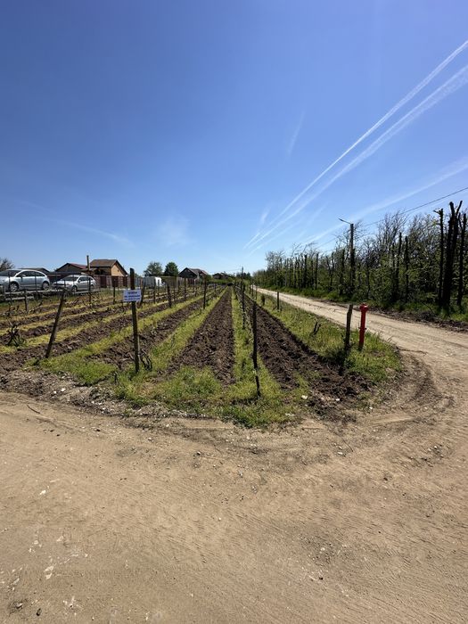 Teren intravilan 794 mp Cârcea Pelendava – 2 deschideri + utilități