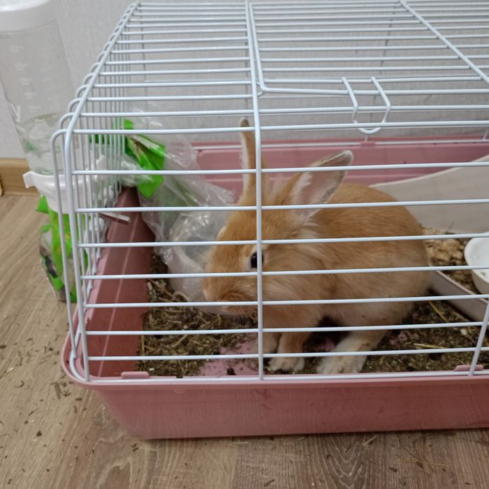 Продам кролика с клеткой