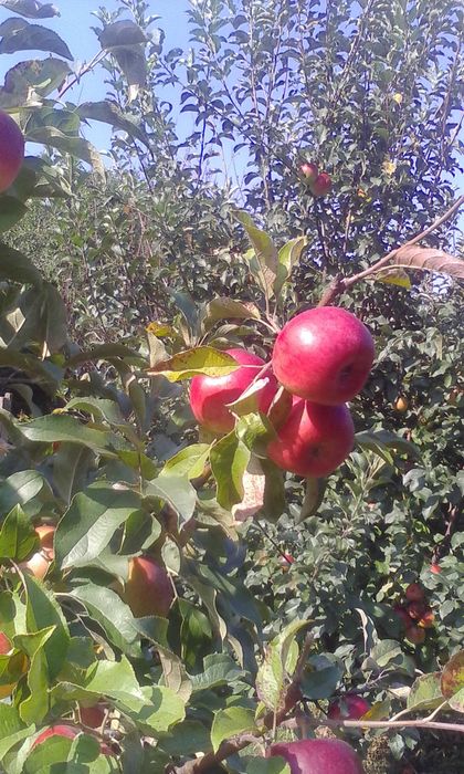 Taieri pomi  fructiferi -curti,gradini