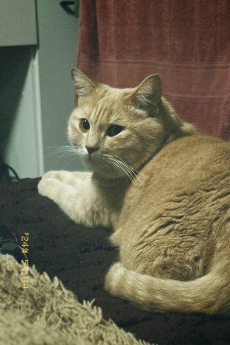 Отдам кота в добрые руки