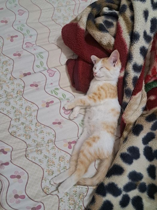 Mushuk 5 oylik erkak