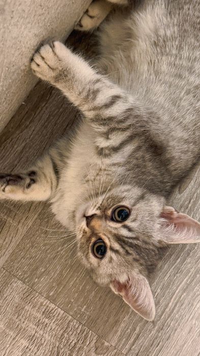 Котята (1 мальчик, 3 девочки)