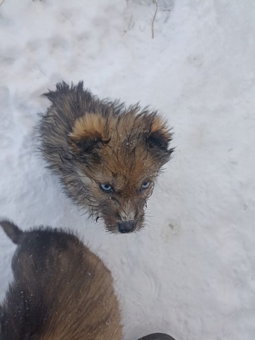 Щенята ищут новый дом