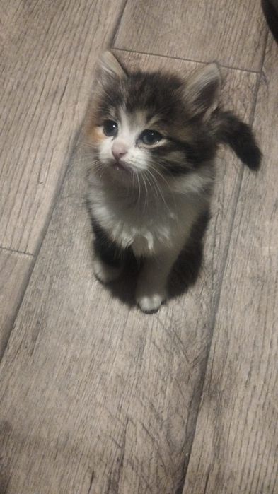 Отдам котят 1 месяц