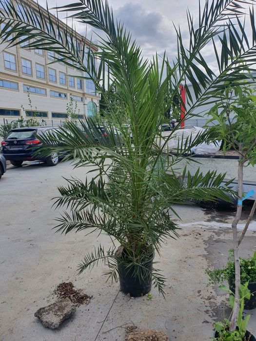 Platan  palmier tuia mesteacăn tei