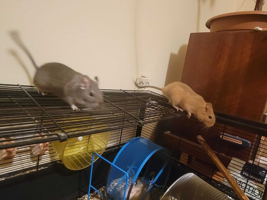 Veverițe Degu adoptie