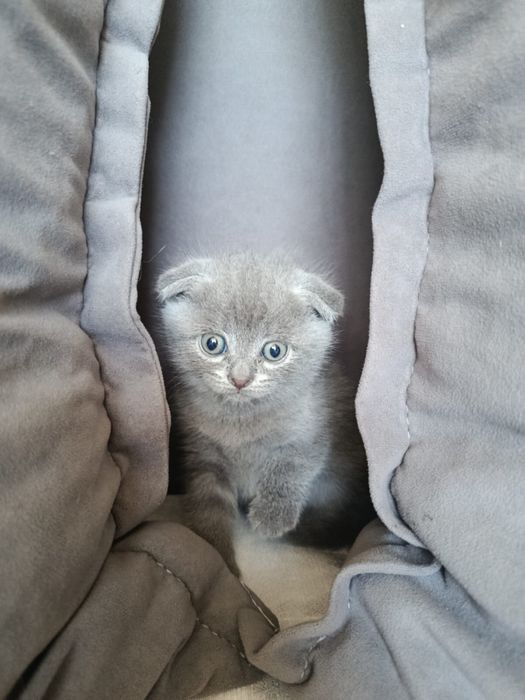 Продам котят Британцы