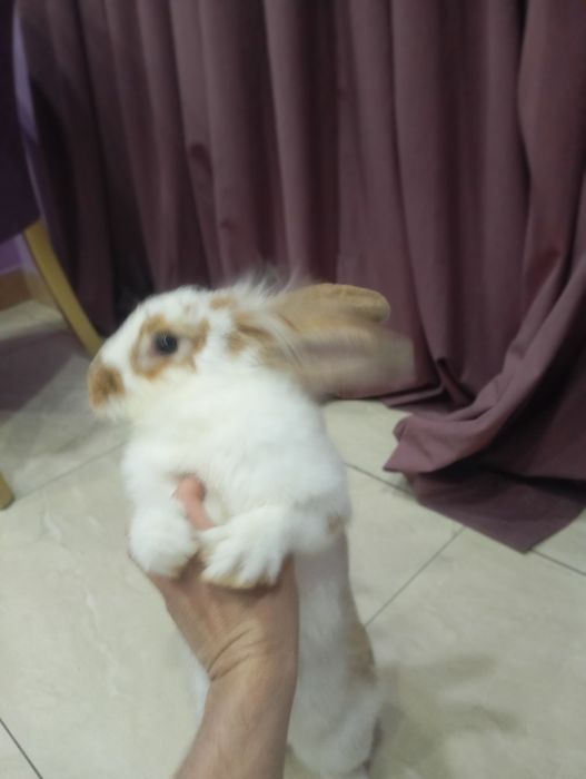 English Spot (английский пятнистый кролик)