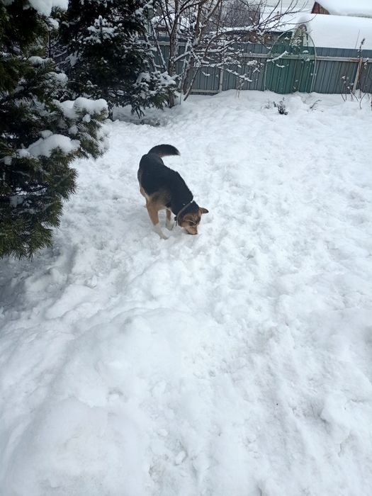 Ищет дом и любящих хозяев