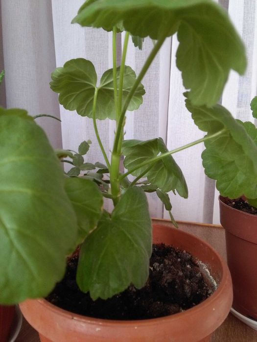 Герань (пеларгония)