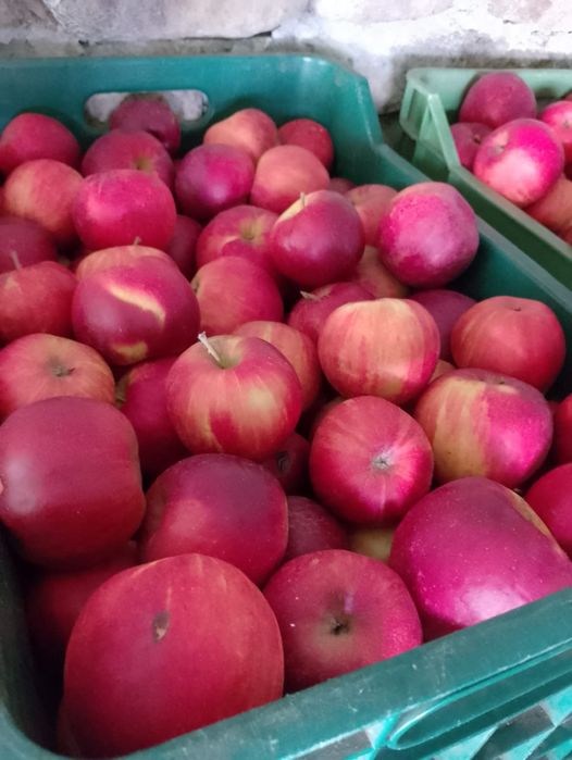 Mere de idared, ionathan, golden, florina