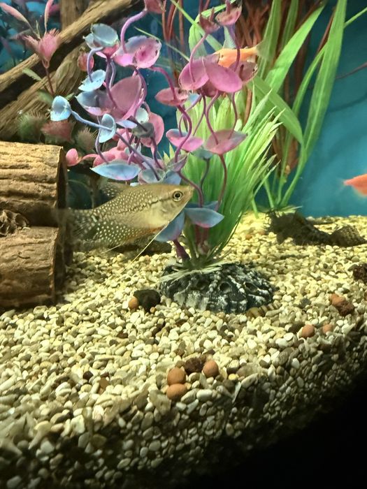 Продам аквариум с рыбками