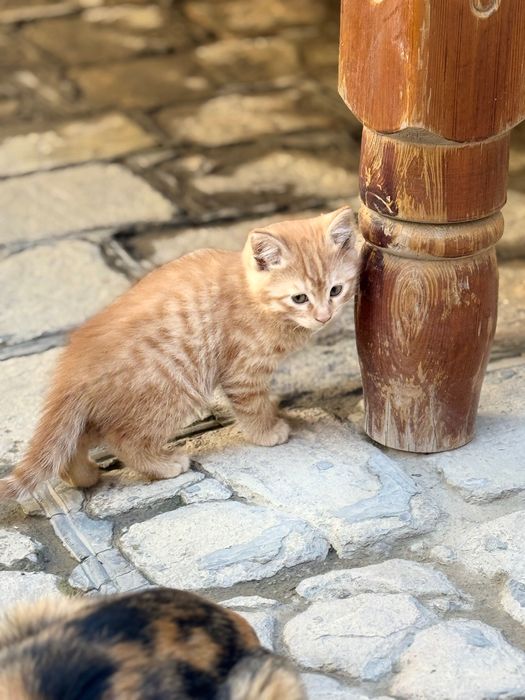 Отдам домашние котята