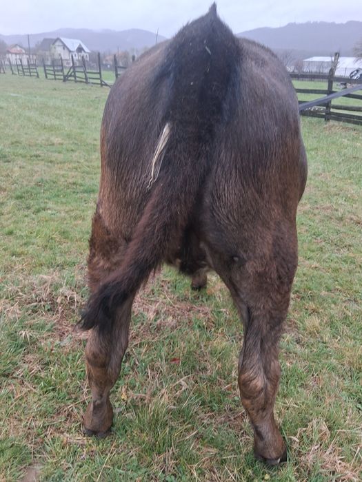 Vând viței de lapte frumoși Preț bun