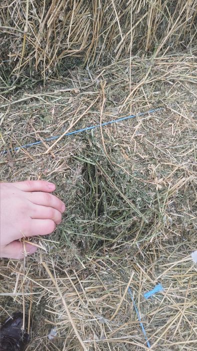 Vand baloti de lucerna coasa 1 2 si 3  2025