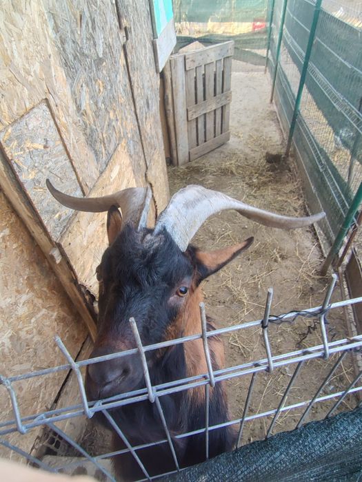 Țap rasa Alpină franceză