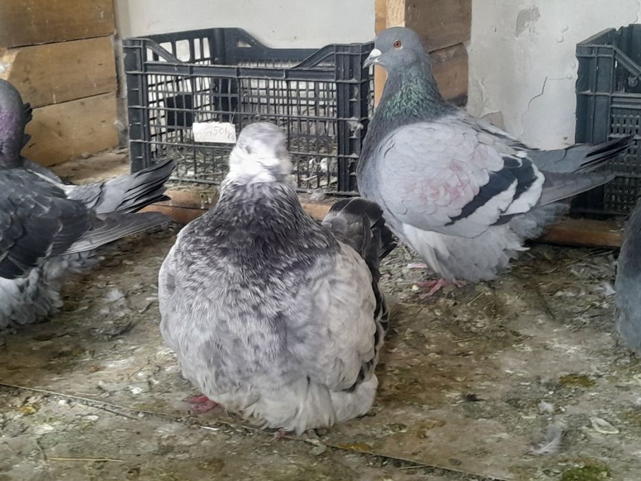 Porumbeii mondaini de vănzare