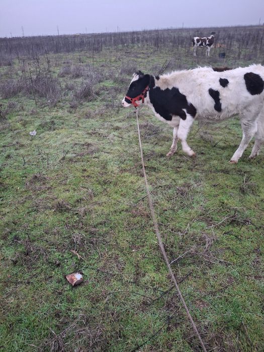 Vaci bune si frumoase 7 luni amândouă