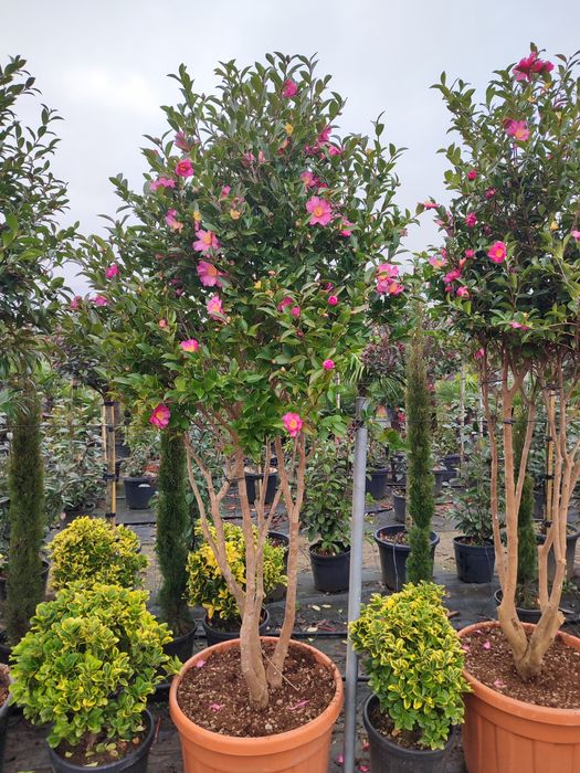 Camelia Japonica,cedru, leylandi